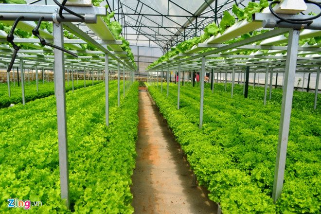 Trang trại rau hai tầng không cần đất ở Đà Lạt