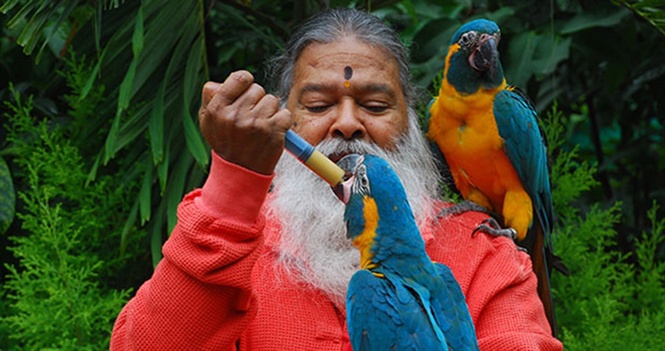 Ông Sri Swamiji chăm sóc, nuôi dưỡng và vui đùa với những con chim của khu vườn