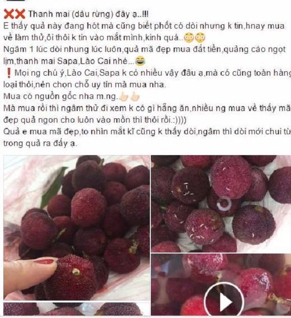 Hình ảnh dòi chui ra từ quả thanh mai khiến dư luận hoang mang