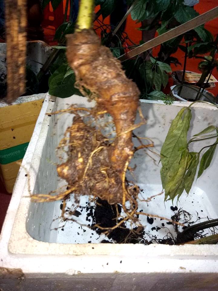 Đại gia tẩm bổ chuộng Sâm Ngọc Linh, nấm lim xanh giá trên 100 triệu đồng