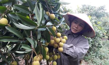 Giá vải thiều bất ngờ tăng cao kỷ lục