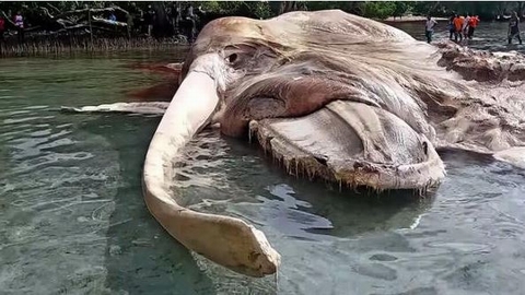 &quot;Quái vật&quot; khổng lồ nhuộm đỏ bờ biển
