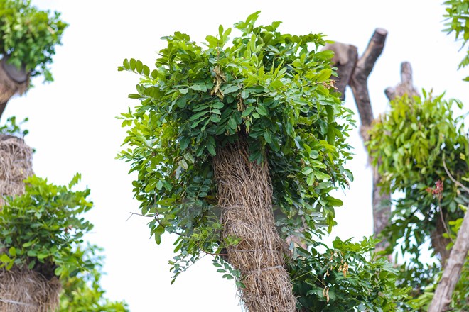 Hàng cây xà cừ Kim Mã &quot;hồi sinh&quot; mạnh mẽ sau 7 tháng di dời
