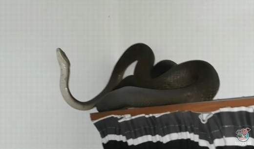 Con rắn mamba cỡ lớn trong nhà dân