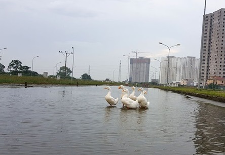Vịt lội tung tăng trên phố Hà Nội