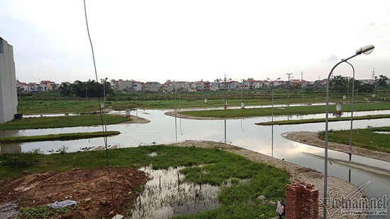 vịt lội2