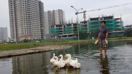 Đường ngập dài ngày, ốc, cá xuất hiện nhiều nên ông Cường tranh thủ nuôi thêm vịt vừa vui đường vui phố, vừa cải thiện thêm bữa ăn