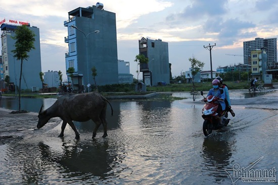 vịt