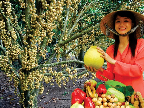 Mùa vào vườn ăn trái ở miền Tây