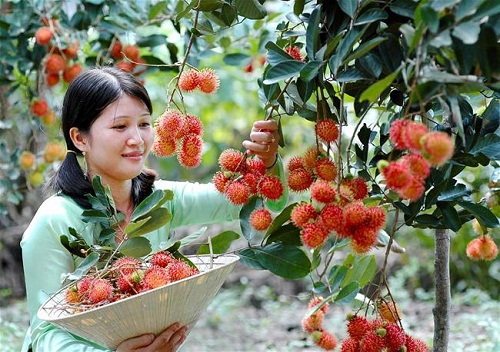 Vườn trái cây Cù lao An Bình, Vĩnh Long. Địa chỉ: Cù lao An Bình nằm giữa dòng sông Tiền, gồm 4 xã: An Bình, Bình Hòa Phước, Hòa Ninh và Đồng Phú, thuộc huyện Long Hồ, tỉnh Vĩnh Long. Vườn chôm chôm ở Bình Hòa Phước là một trong những đặc sản nổi tiếng ở cù lao An Bình. Tới đây, du khách sẽ choáng ngợp trước những vườn cây chôm chôm trái chín đỏ bừng trên cành, nặng trĩu cả tán. Bạn có thể đến tham quan miệt vườn này vào mùa thu hoạch khoảng từ cuối tháng 5 đến tháng 7.