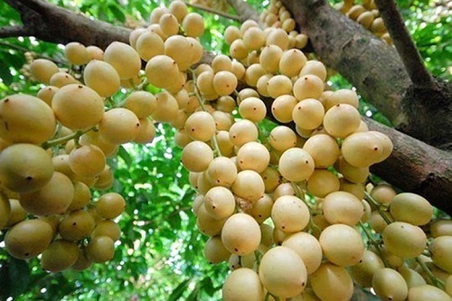 Vườn trái cây Vĩnh Kim, Tiền Giang. Địa chỉ: Xã Vĩnh Kim, Huyện Châu Thành, Tiền Giang. Đây là một trong những miệt vườn cũng nổi tiếng của Tiền Giang đó là Vĩnh Kim. Trong đó, vú sữa Lò Rèn là loại trái cây nổi tiếng với những trái tròn căng mọng, vỏ mỏng bóng bẩy, vị ngọt đậm và phảng phất hương thơm của dòng nhựa trắng như sữa. Bên cạnh đó, đây cũng là khu vực có nhiều loại trái cây xum xuê, trĩu quả như ổi, nhãn, bưởi, cam… Mùa hè chính là mùa cây trái nhiều và ngon nhất.