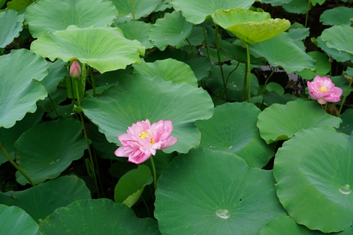 Những điểm sống ảo ngay Hà Nội khiến giới trẻ phát cuồng