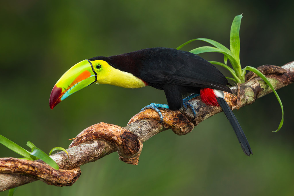Chim Keel Billed Toucan: Đây là một trong những loài chim có hình dáng gây kinh ngạc nhất thế giới, sống trong các cánh rừng ở Trung và Nam Mỹ. Chúng có chiếc mỏ cực lớn, có thể dài tới 20 cm và nhiều màu sắc. Mỏ của chúng là sự pha trộn giữa màu xanh lá cây, màu đỏ và màu vàng. Chiếc mỏ ấn tượng này là công cụ để thu hút con cái trong mùa sinh sản và cũng là một vũ khí. Bộ lông trên thân có màu đen, cổ và ngực màu vàng. Ảnh: Alphacoders.com.