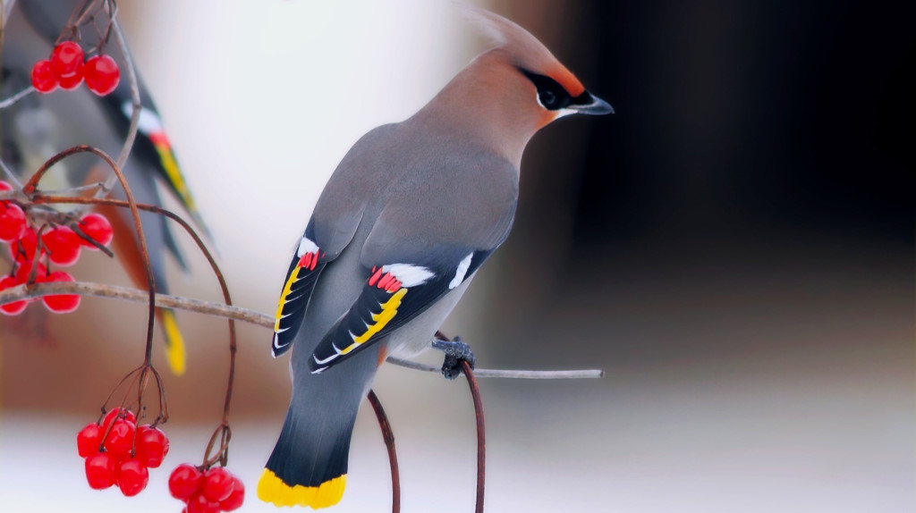 Chim Bohemian Waxwing (hoàng liên tước): Bohemian Waxwing là một loài chim biết hót có kích thước trung bình, sống trong các cánh rừng nhiệt đới khu vực Bắc Mỹ và lục địa Á - Âu. Chúng có bộ lông màu xám mềm mại, đuôi cánh lông vàng, trắng, phần đầu có lông mào, màu vàng cam và đen. Ảnh: Charismatic Planet.