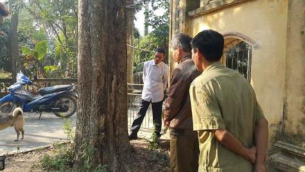 Gốc sưa lúc chưa bị hạ. Ảnh: C.N