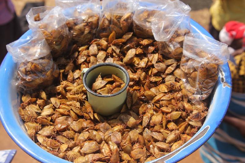 Bọ xít (châu Phi): Loài côn trùng có mùi khó chịu này thường được luộc hoặc rán giòn và có vị khá ngậy. Ảnh: Fat Abert/Pinterest.