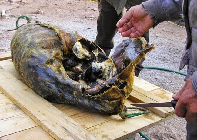 Kiviak (Greenland): Hàng trăm con chim anca được nhồi chặt vào một bộ da hải cẩu, sau đó ép hết không khí và khâu chặt lại, bôi mỡ hải cẩu bên ngoài để đuổi ruồi. Tất cả được chôn dưới một đống đá và để khoảng ba tháng cho chim lên men. Món này thường được ăn trong sinh nhật hoặc tiệc cưới. Ảnh: Posts For All/Pinterest.
