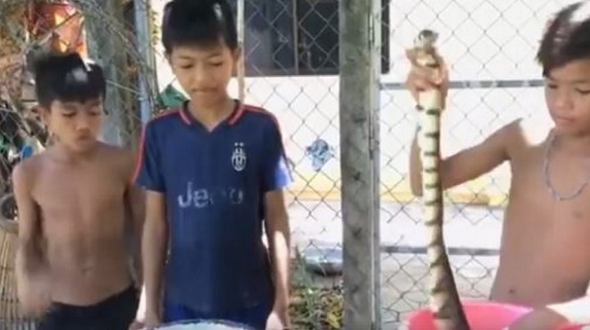 3 bé trai Thái Lan làm thịt rắn ăn trưa gây sốt