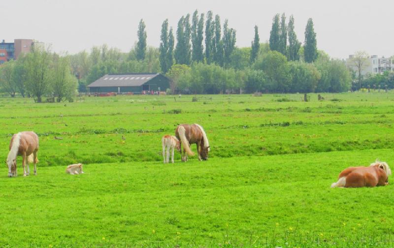 Đến làng Kinderdijk, bạn nên thuê xe đạp để tham quan, dạo quanh những con đường ngoằn nghèo, uốn khúc, tận hưởng khung cảnh bình yên, mộc mạc này.