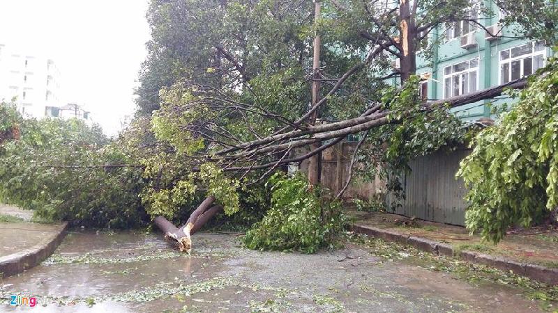 Một tuyến đường tại trung tâm TP Vinh bị cây xanh đổ chắn ngang. 
