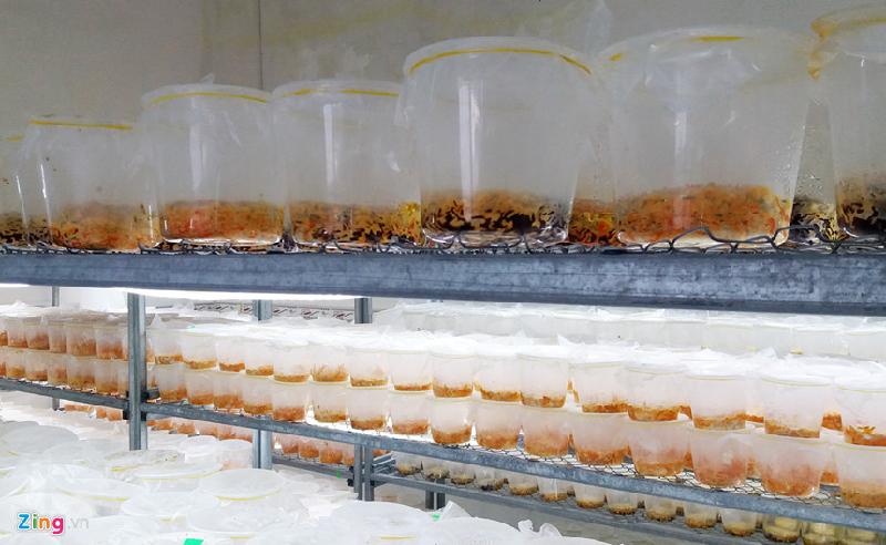 Cận cảnh trại đông trùng hạ thảo nuôi cấy ở miền Tây