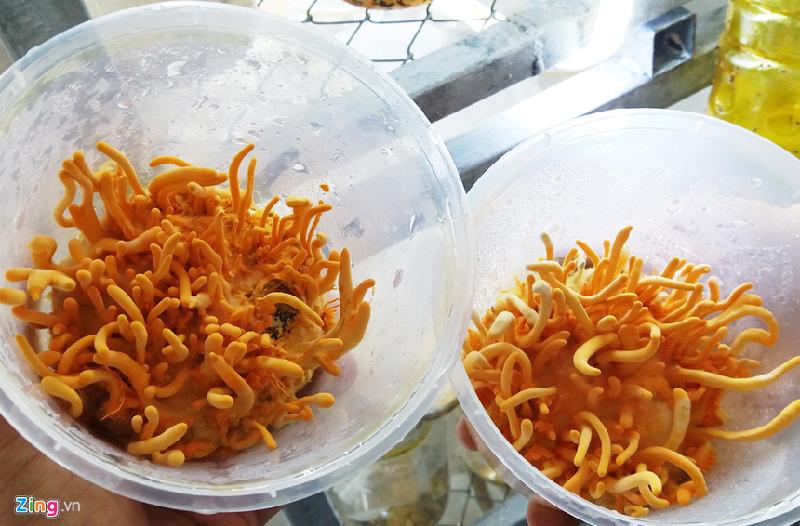 Mỗi hộp nấm tươi có giá 600.000 đồng.