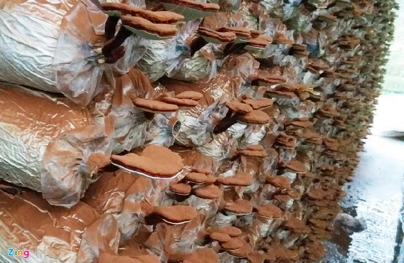 Bên trong trại đông trùng hạ thảo nuôi cấy ở miền Tây hình ảnh 12 Nấm linh chi đỏ phát triển tốt trong môi trường sản xuất tại trang trại.