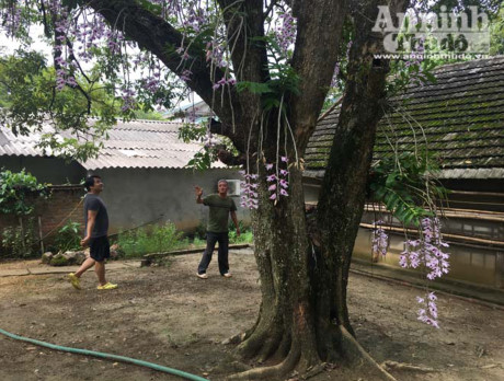 Những cây nhãn được trồng từ khoảng 40 năm trước được ông Bùi Văn Dũng giữ và bảo tồn như một kỷ niệm của gia đình