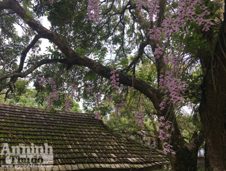 Sắc hoa phi điệp tím soi bóng bên mái ngói cũ đầy rêu xanh đẹp mắt