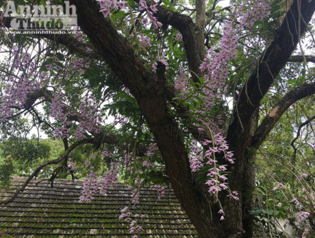 Thường người chơi lan hay cắt các thân già để nhân mầm, nhưng chủ nhân khu vườn lan cổ tích này chỉ ghép và để cây phát triển tự nhiên, khi thân già nảy mầm mới, lại cắt để nhân mở rộng