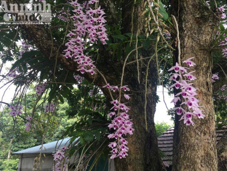 Hoa phi điệp tím chơi được khoảng 2-3 tuần, do các cây hoa nở không trùng nhau, nên thời gian hoa rực rỡ tại khu vườn đặc biệt này kéo dài khoảng 1 tháng