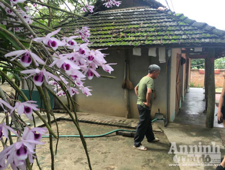 Ông Bùi Văn Dũng hầu như hiếm khi để hình ảnh cây lan ra khỏi tâm trí. Ông luôn tìm cách để phát triển và bảo vệ để vườn lan được an toàn