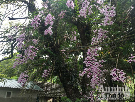 Vườn lan của ông Bùi Văn Dũng và bà Nguyễn Lâm Hương được coi là huyền thoại, bởi nó có một không hai ở Tuyên Quang, thậm chí chưa ở đâu tại Việt Nam có vườn lan tương tự