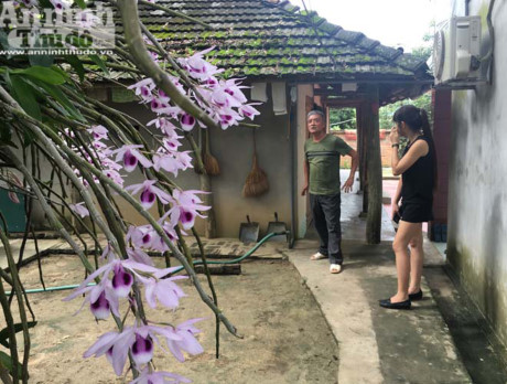 Ông Bùi Văn Dũng luôn tâm niệm, hoa đẹp phải để mọi người cùng chiêm ngưỡng và suốt mấy chục năm, ông chưa hề bán lan...