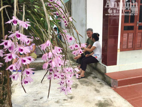 Những cây lan phi điệp tím rủ xuống rất thấp bên hiên nhà ông Bùi Văn Dũng