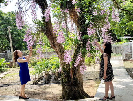 Những suối hoa phi điệp tím như níu chân người không muốn rời xa