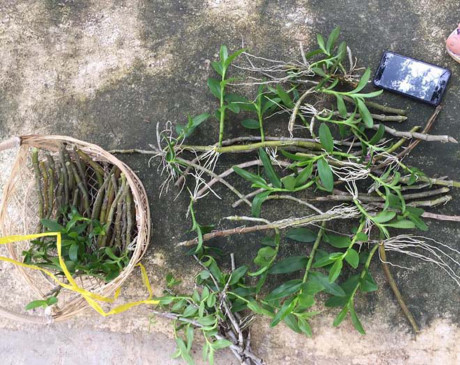 Đến thời điểm này, những cây nhãn - phi điệp đã hết hoa. Những mầm cây mới được cắt để ghép mở rộng trên những cây, những cành nhãn mới. Cả nhà ông Bùi Văn Dũng lại cùng chăm sóc để mùa hoa tháng 6 năm tới thêm rực rỡ, đón người yêu lan đến tham quan, thưởng ngoạn