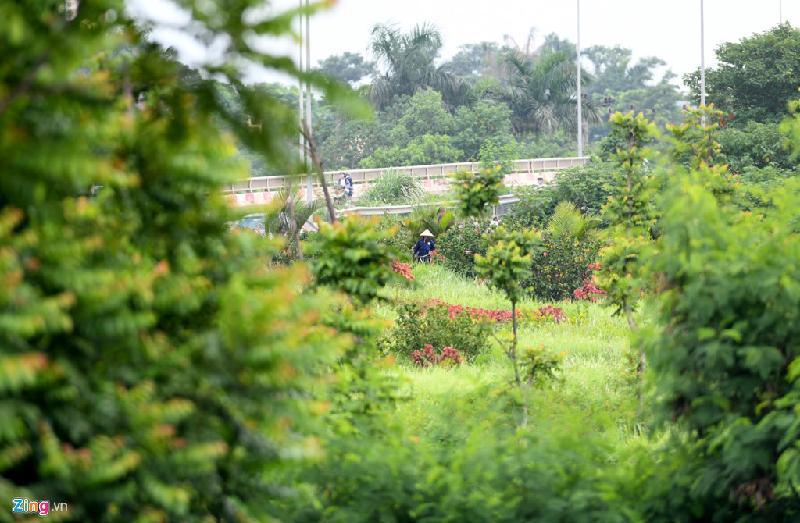 Từ khi Hà Nội dừng cắt tỉa cây (tháng 7/2016) vì chi phí quá lớn, 