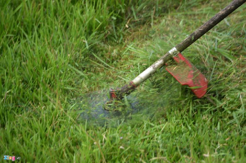 Thảm cỏ trong khu vực dọn dẹp được cắt tỉa chỉ giữ lại khoảng 5 tới 10 cm, những cây dại sẽ bị phạt đi hoặc nhổ, loại bỏ.