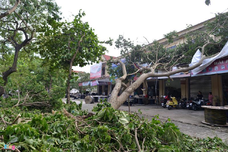 Tại TP Vinh (Nghệ An) cảnh tượng hoang tàn cũng không kém.