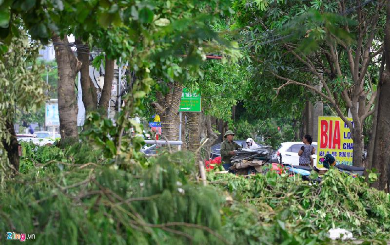 Cửa Lò như 'bãi chiến trường' sau bão số 2 hình ảnh 13 Trên đường Lê Lợi, Nguyễn Trãi... hàng trăm cây xanh to nhỏ gãy đổ nằm la liệt trên vỉa hè, chắn hết lối đi bộ.