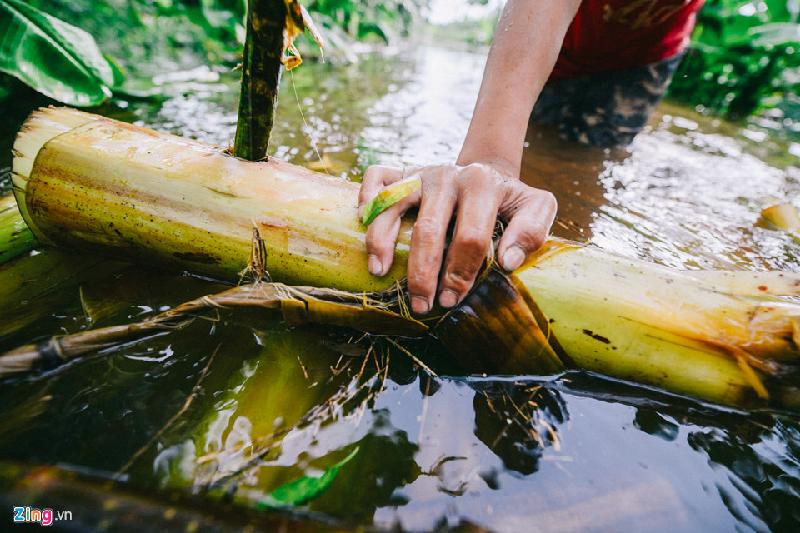 Những thân chuối to, còn tươi nguyên được Lương khéo léo tạo thành một chiếc bè trong vòng 20 phút, có sức chở 3 người lớn. Em dùng thêm một thân cây gỗ nhỏ để đẩy nước.