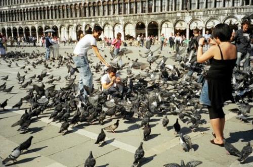 Du khách sẽ bị phạt tiền n​ếu cho chim bồ câu ăn