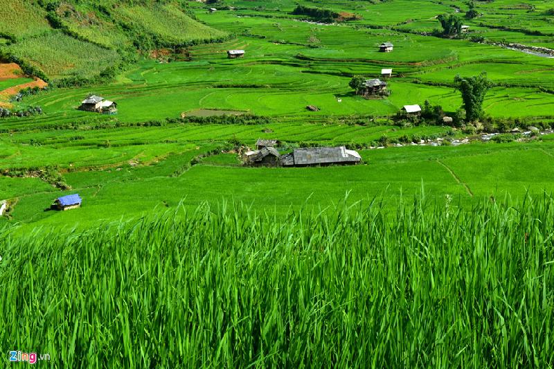 Không phải mùa nước đổ hay mùa vàng quen thuộc, nếu đi vào tháng 7, bạn sẽ được chứng kiến những thửa ruộng bậc thang với màu xanh ngút tầm mắt.