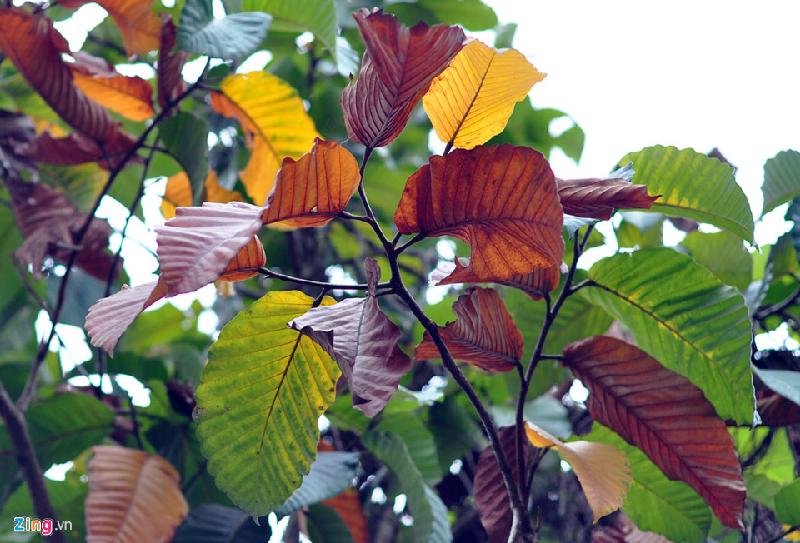  Lá một cây dầu bị khoan ở gốc héo úa.  