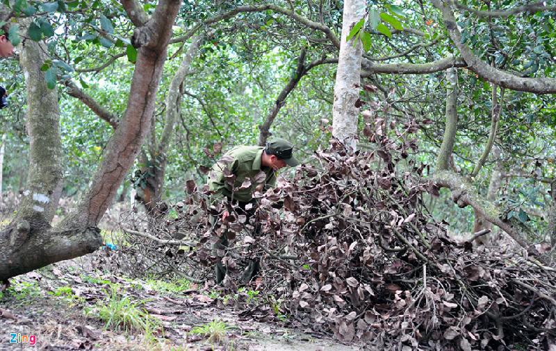 Ông Đặng Văn Hiện cho hay người khoan và đổ chất độc vào thân cây đã dùng cành, lá khô tấp vào gốc để che giấu hành vi. 
