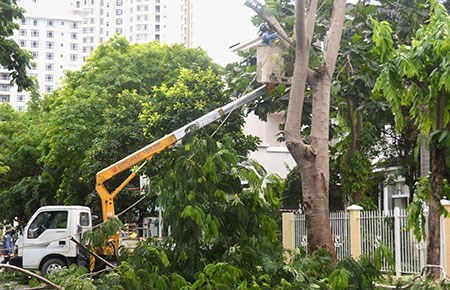 Hà Nội: &quot;Cuộc cách mạng&quot; cắt sửa cây xanh và những thành quả ấn tượng