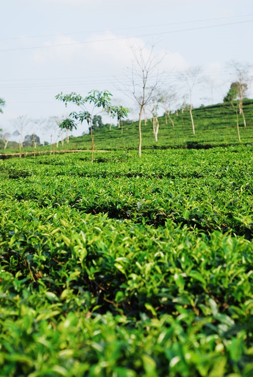 Chè Hiệp Khánh là doanh nghiệp sản xuất chè đầu tiên niêm yết cổ phiếu trên sàn chứng khoán. Ảnh minh họa: Thủy Nguyên.