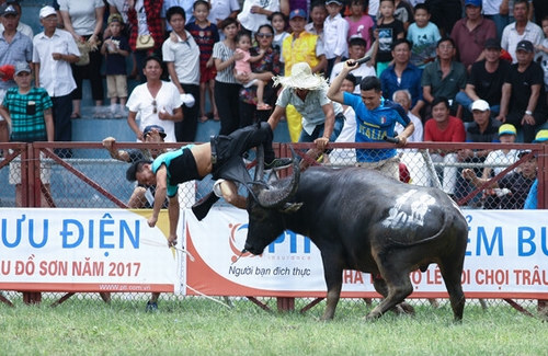 Trâu chọi húc chết chủ ở Hải Phòng bị bắn chết