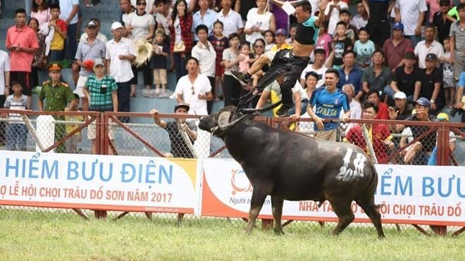 Trao toàn bộ số tiền bồi thường cho chủ trâu Đồ Sơn
